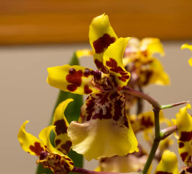 Dancing Lady Orchid (genus)