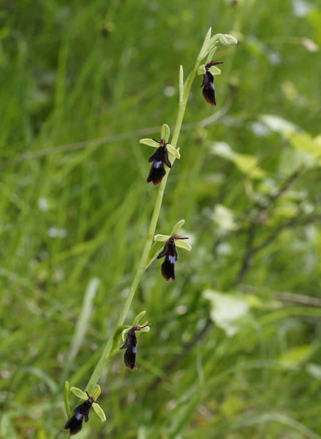 Flueorchis