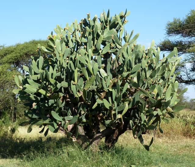 Figo-da-índia