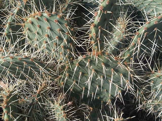 Nopal rastrero