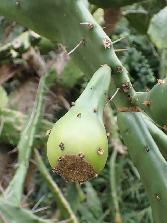 Palma-do-mato