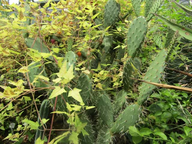 Nopal