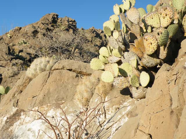 Opuntia rufida