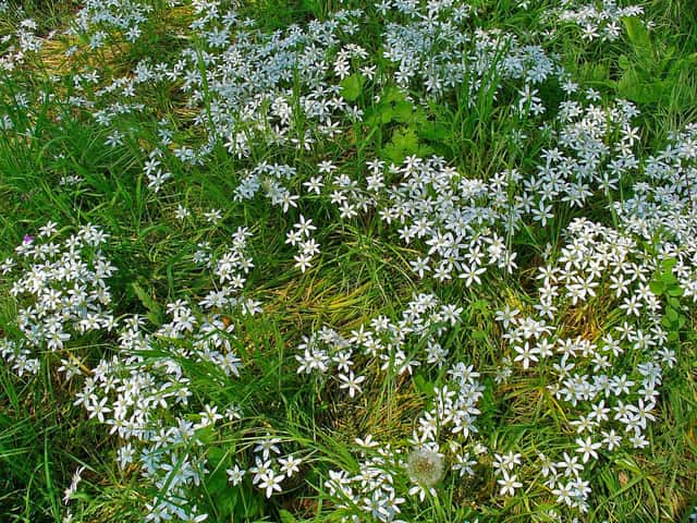 Star-of-Bethlehem
