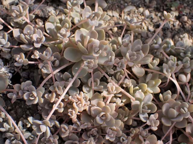 Orostachys