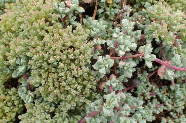 Oscularia