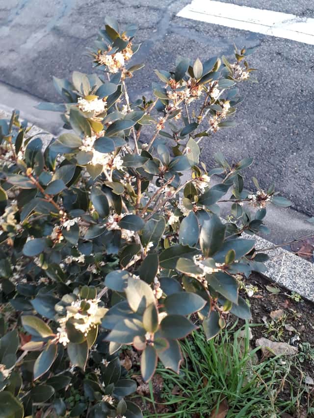 Erilehine osmantus