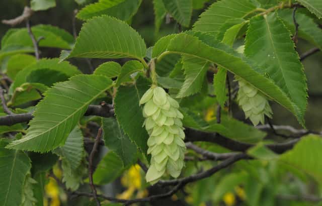 European hop-hornbeam
