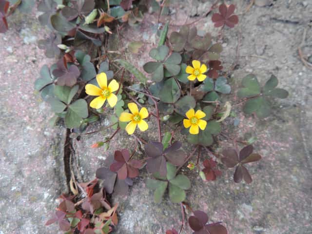 Creeping Woodsorrel