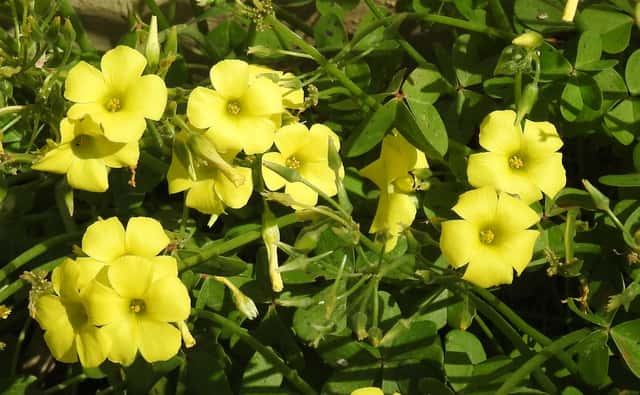 Bermuda Buttercup