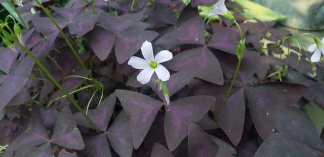False Shamrock