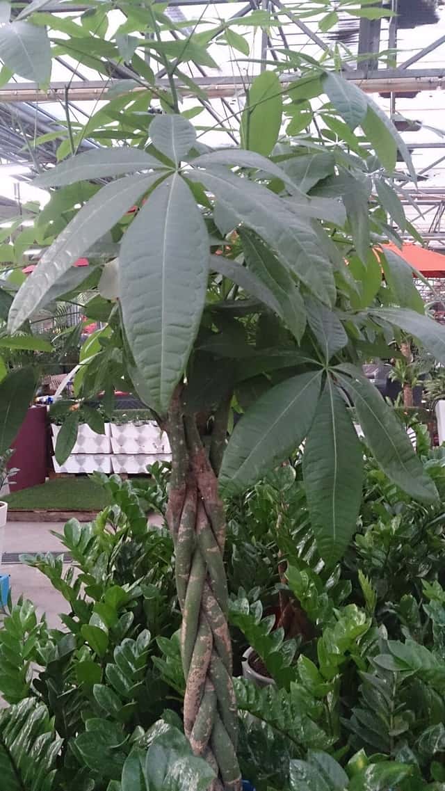 Pachira