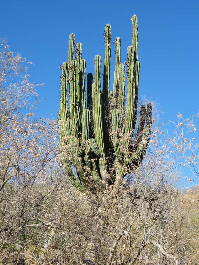 Indian Comb Cactus