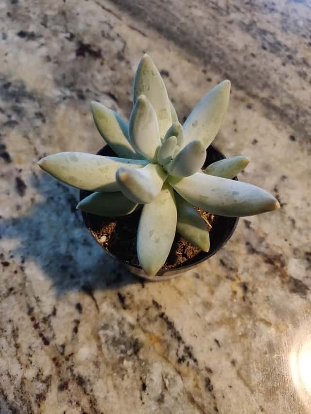 Pachyphytum bracteosum