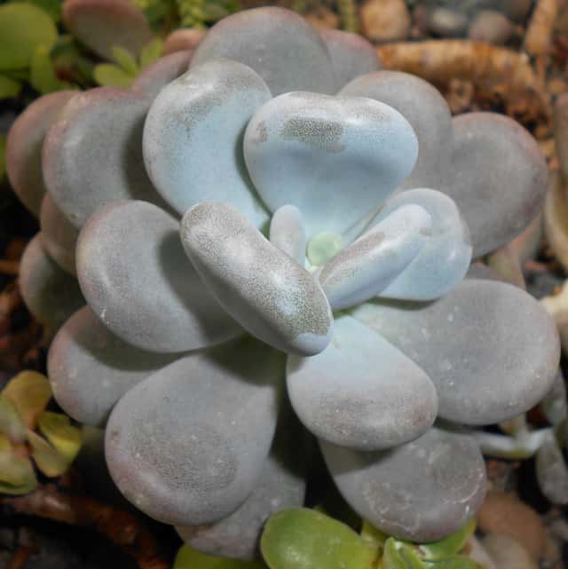 Moonstone Succulent
