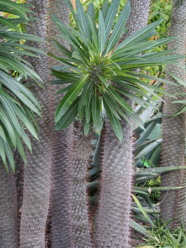 Palmeira-de-madagascar