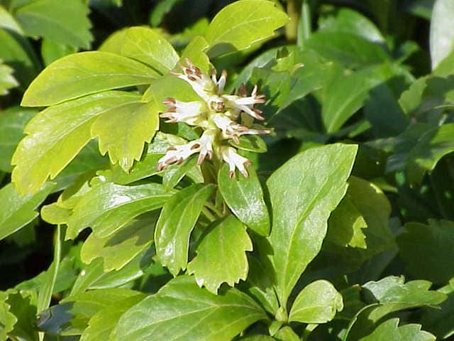 Paquisandra