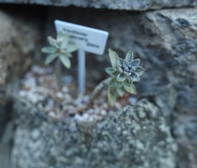 Pachyveria 'Glauca'