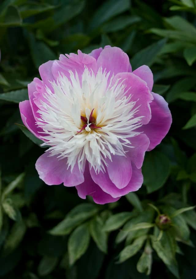 Chinese Peony