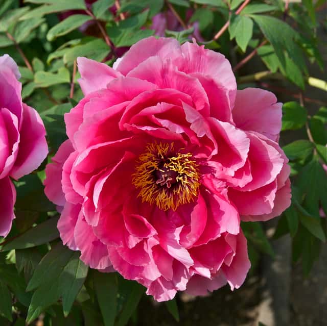 Tree Peony