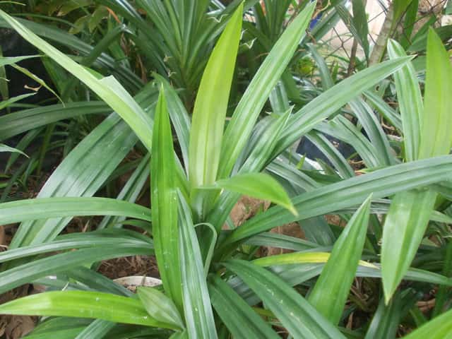 Pandan