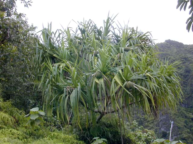 Tahitian Screwpine