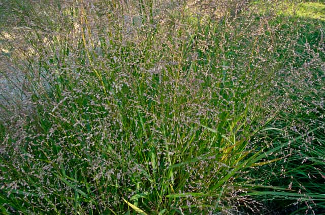 Capim-switchgrass