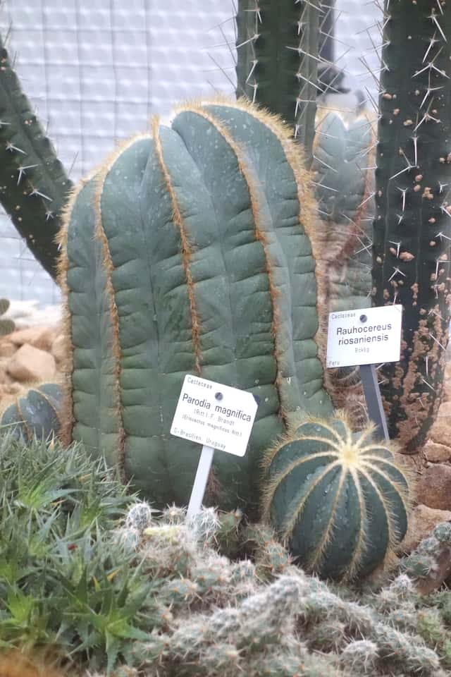 Parodia / Cacto-bola (gênero)