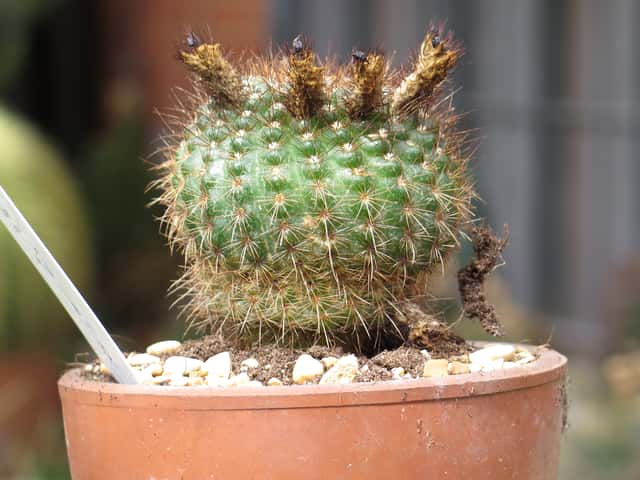 Cacto Bola Híbrido
