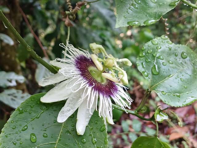 Purple Passion Fruit