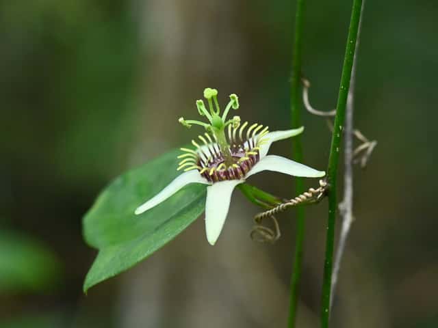 Corkystem Passion Vine