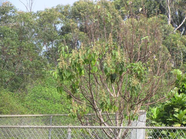 Árvore-da-imperatriz