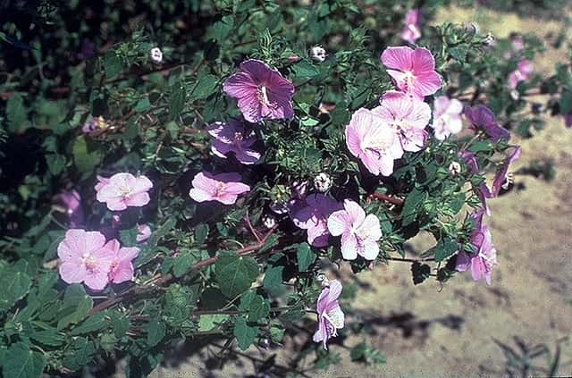Texas swampmallow
