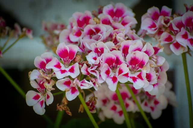 Garden Geranium