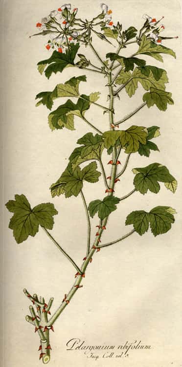 Aalbesbladige pelargonium