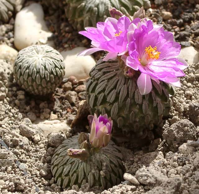 Hatchet Cactus