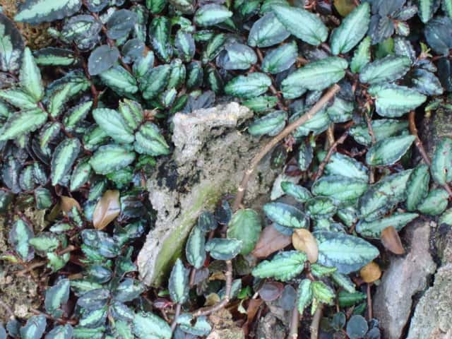 Trailing Watermelon Begonia