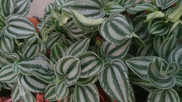 Peperomia melancia