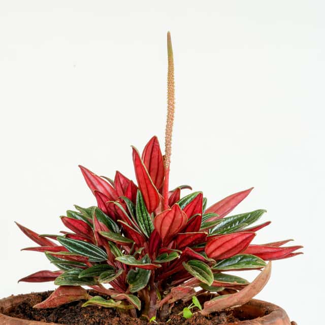 Peperomia Rosso