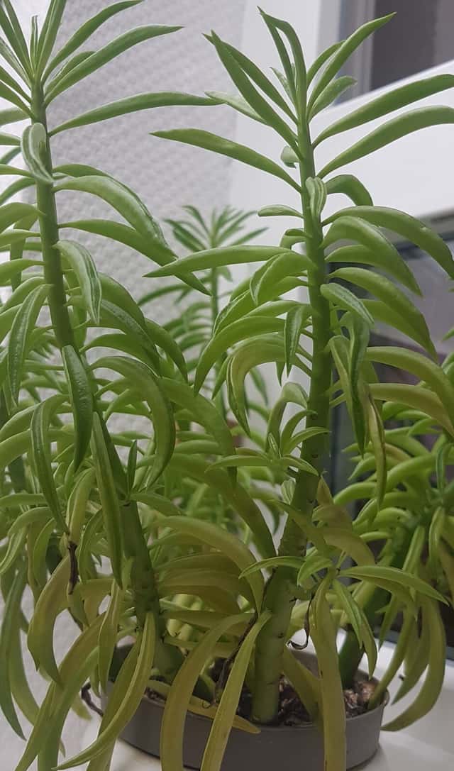 Peperomia Frijolito Feliz