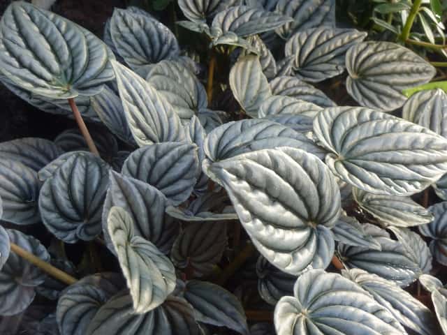 Ivy Peperomia