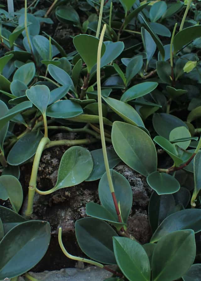 Peperomia-folha-de-magnólia
