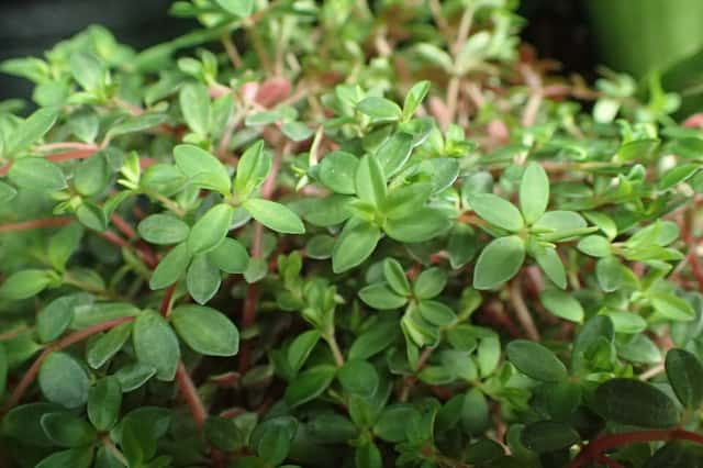 Itsy bitsy peperomia