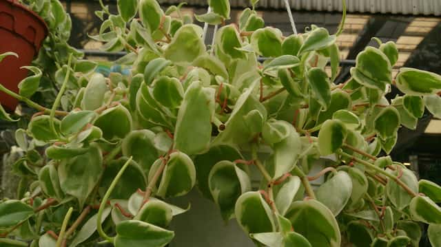 Cupid Peperomia