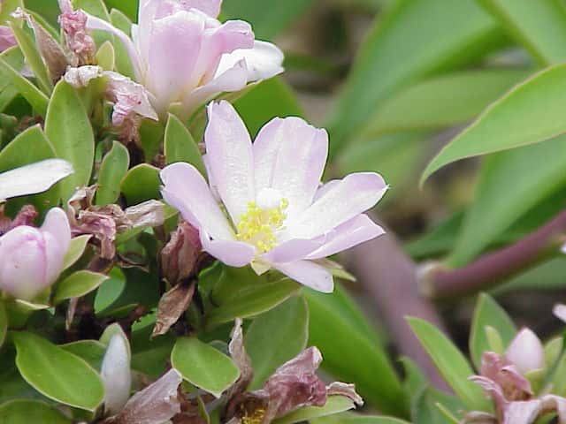 Ora-pro-nóbis-de-flor-rosa