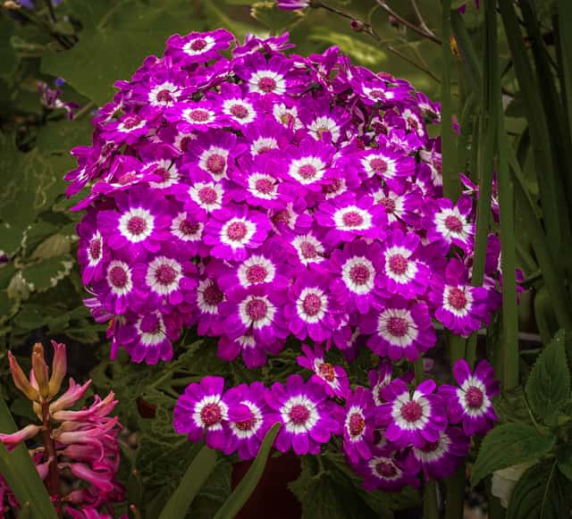 Tuinsenecio