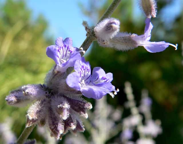 Salvia russa