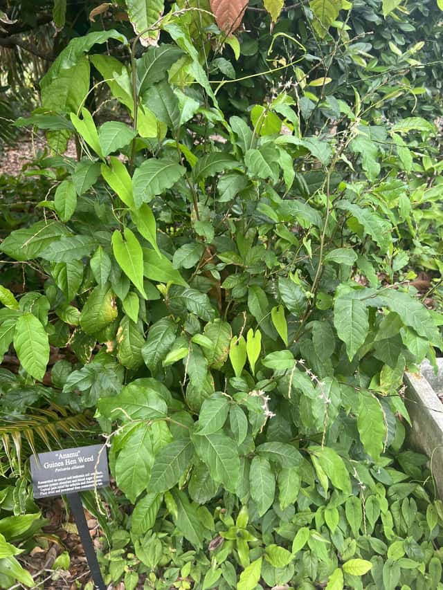 Guiné