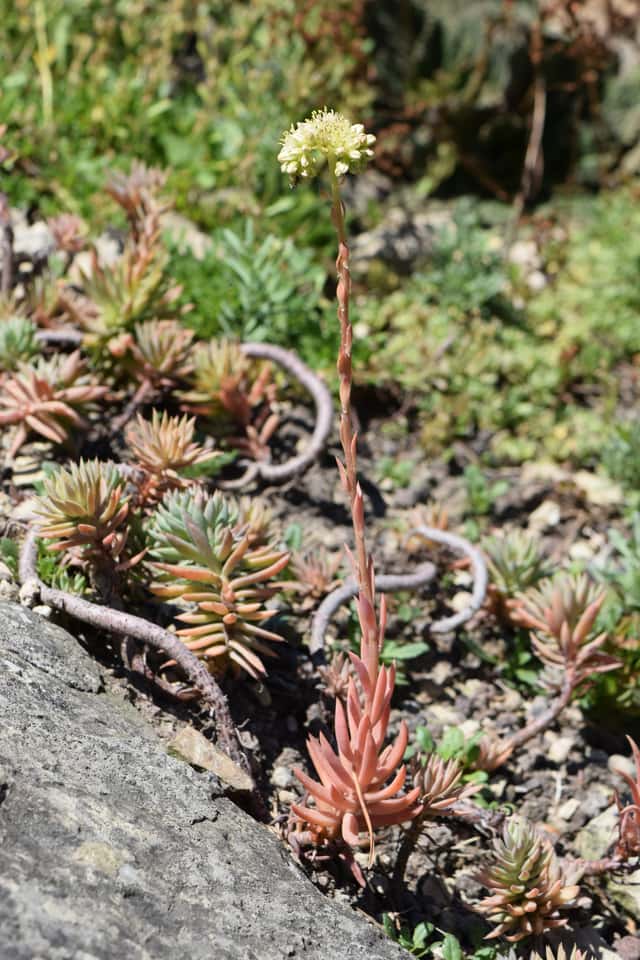 Sedum-pálido