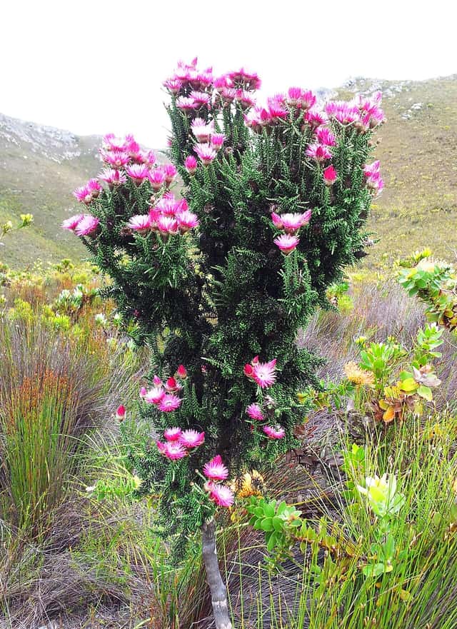 Cape Everlasting